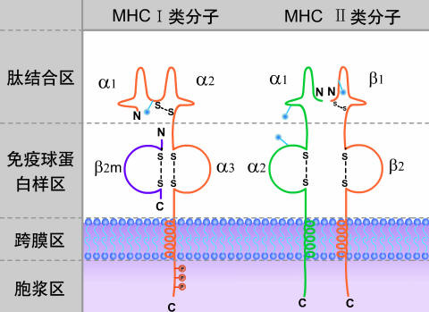 hlab27阳性一定是强直性脊柱炎吗-爱游戏